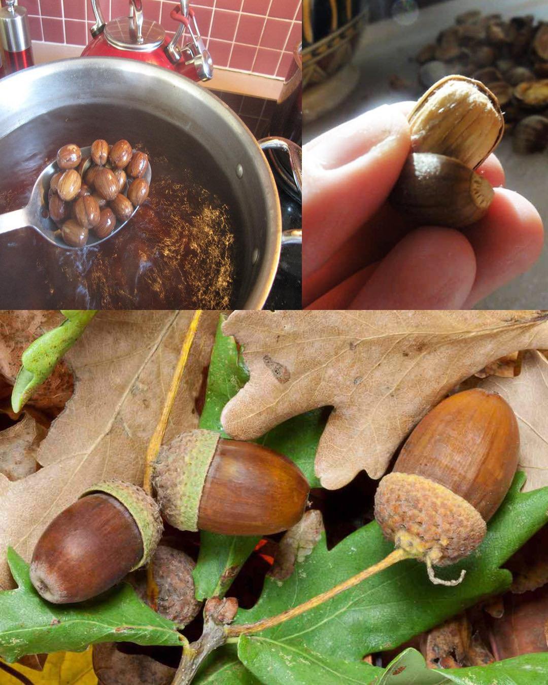 The Untapped Bounty: Unlocking the Nutritional Riches of Acorns