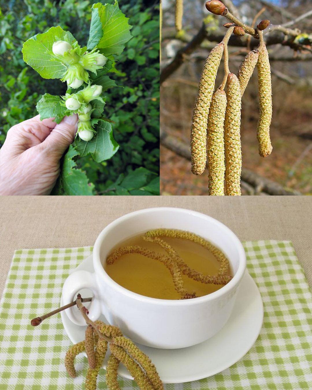 The Wonderful Hazel Tree (Corylus avellana): Nutrition, Healing, and Traditional Uses of Every Part