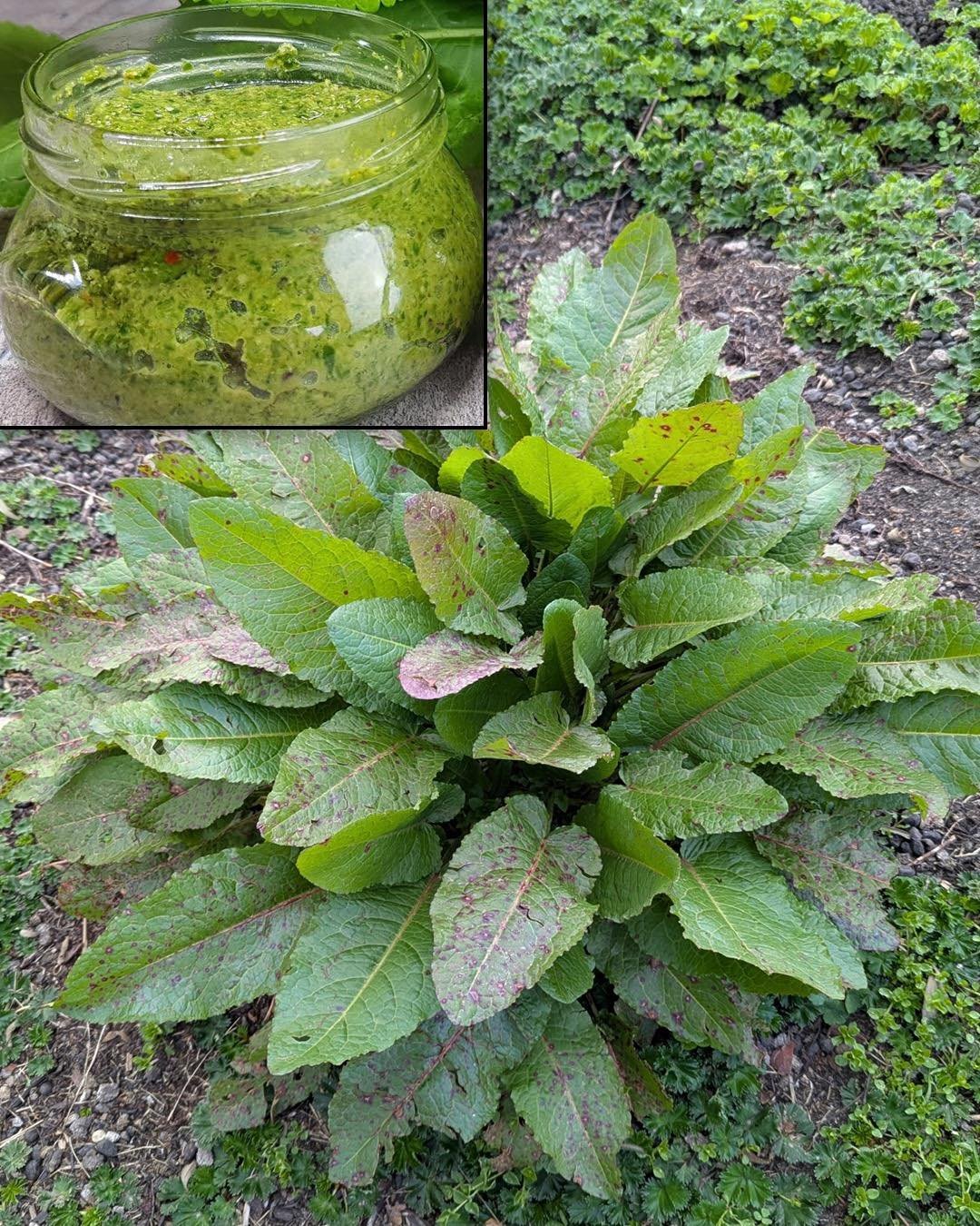 Broadleaf Dock: 30 Health Benefits and Practical Uses