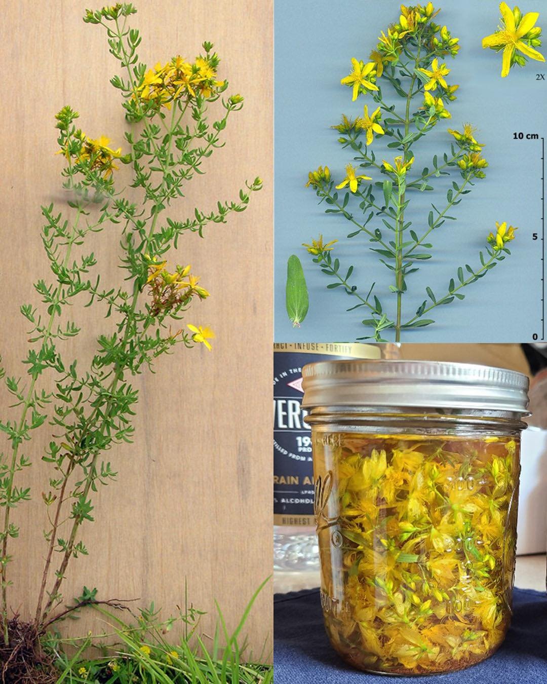 30 Surprising Benefits of Hypericum perforatum (St. John’s Wort) and How to Use It at Home