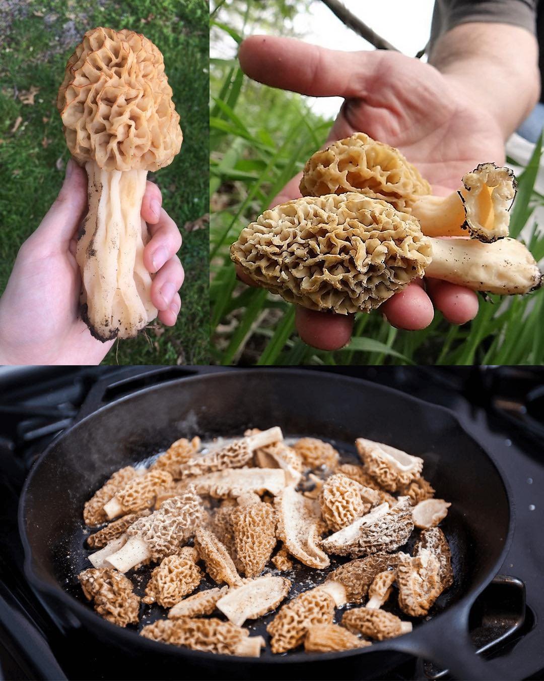 The Fascinating World of Morel Mushrooms: Types, Benefits, and Safe Usage