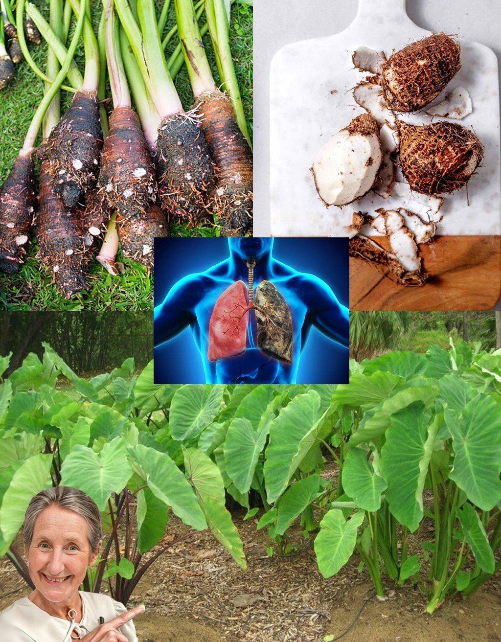  Taro Unraveled: The Hidden Power of This Ancient Root!