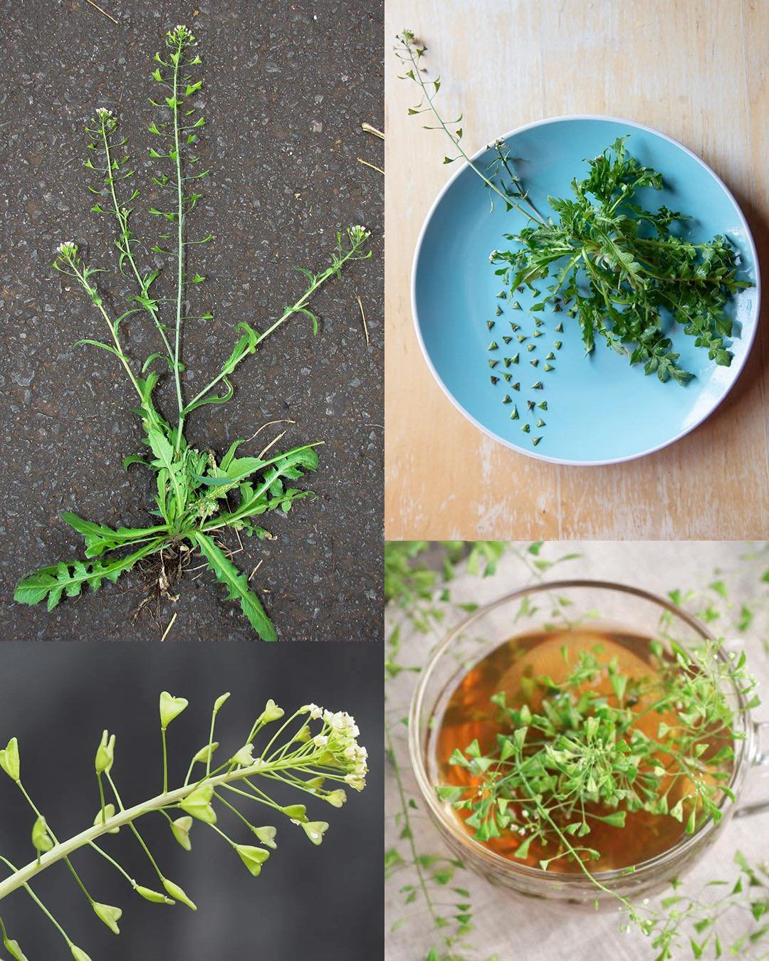 Shepherd’s Purse (Capsella bursa-pastoris): A Medicinal Herb with Powerful Benefits