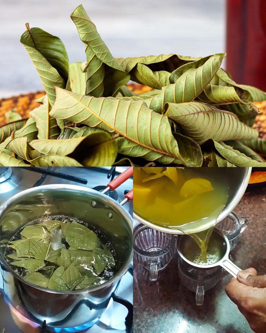 Unlock the Powerful Benefits of Guava Leaves for Hair, Skin, and Health