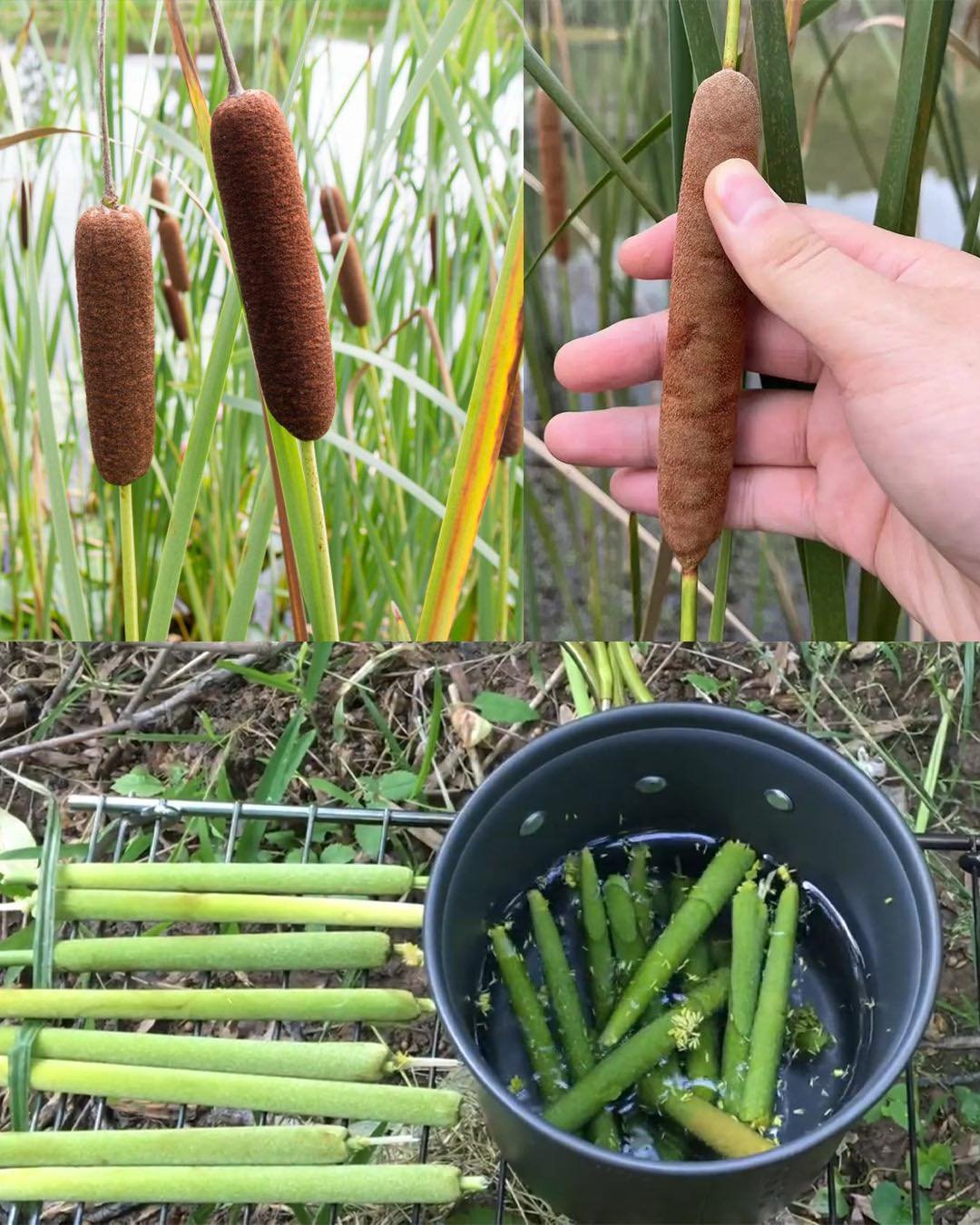 The Untapped Potential of Cattails: A Nutritional and Survival Superfood