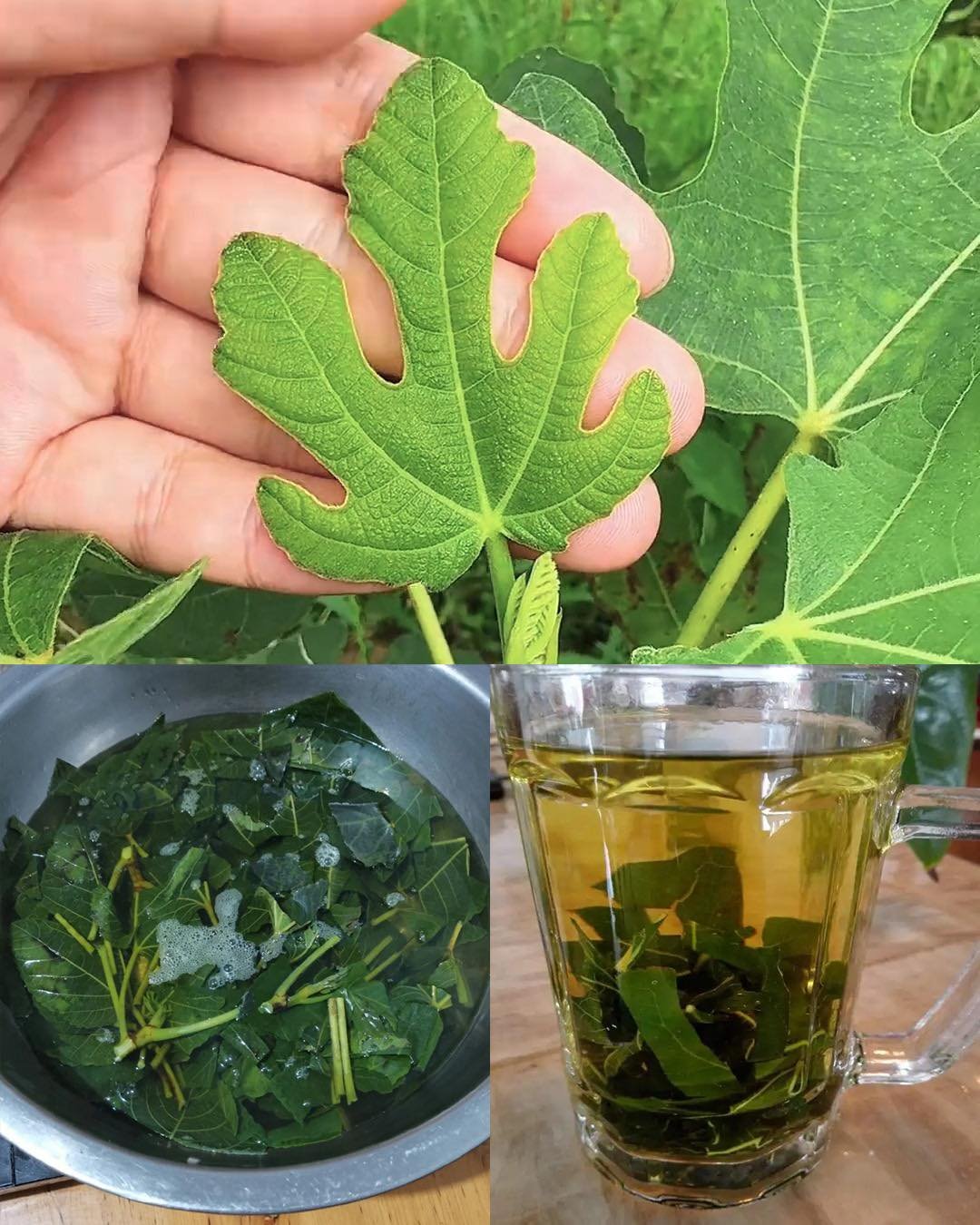 Harnessing the Power of Fig Leaves: A Natural Remedy for Diabetes and More
