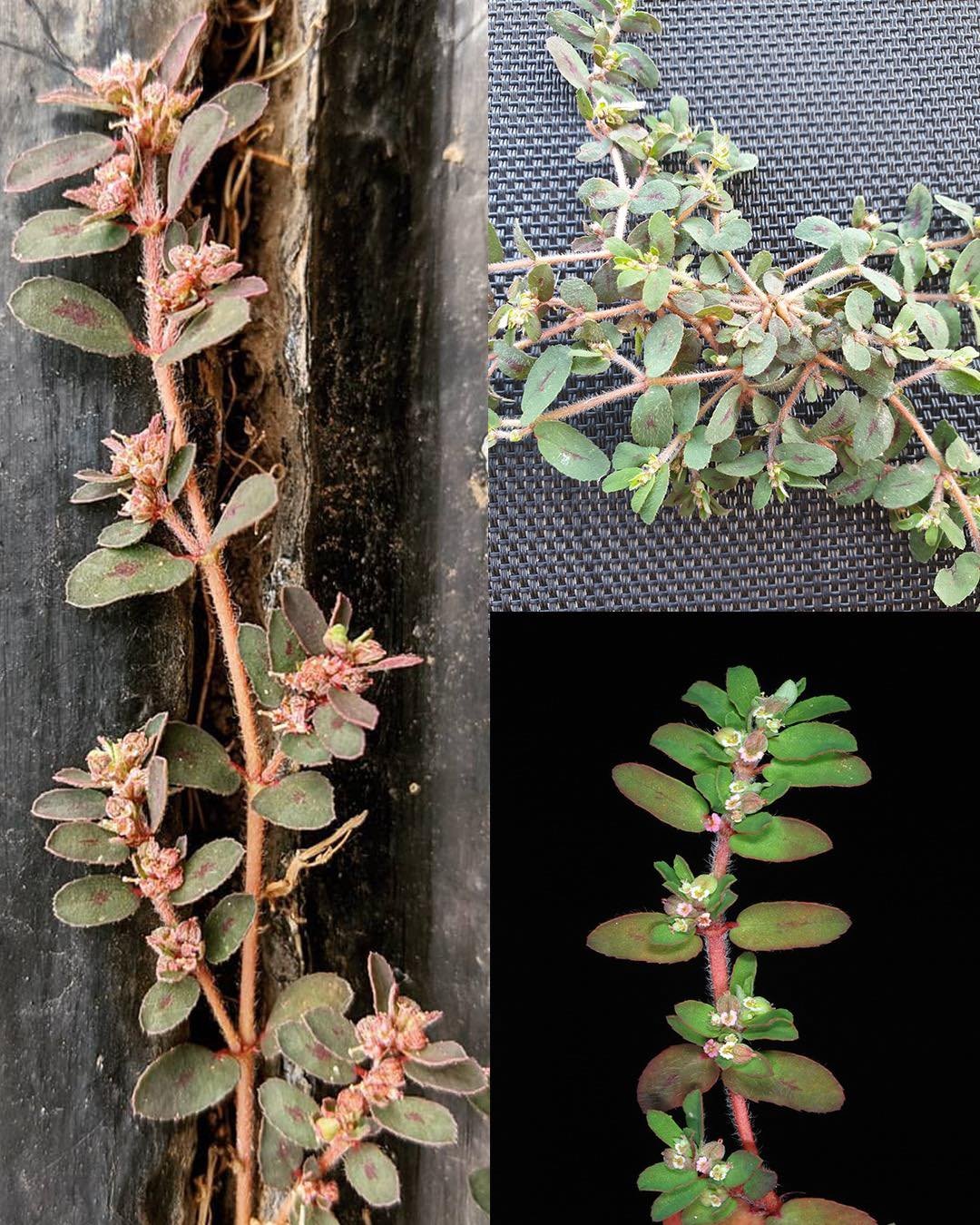 Spotted Spurge (Euphorbia maculata): A Common Weed With Hidden Dangers