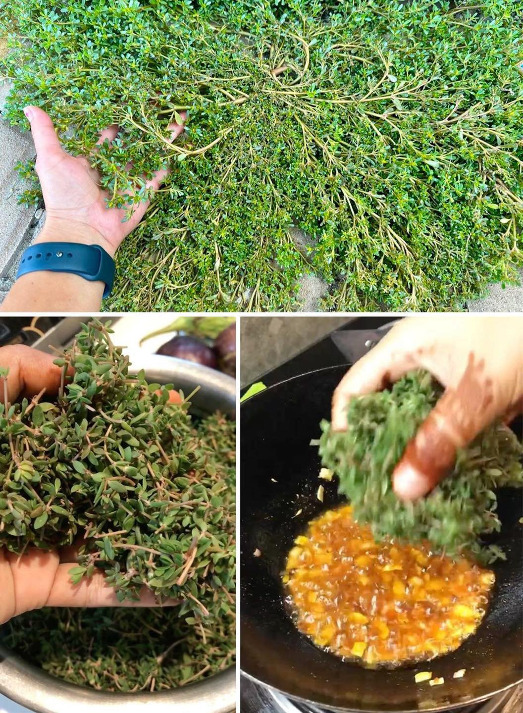 From Garden to Gourmet: The Wonders of Purslane and How to Make It a Meaty Delight