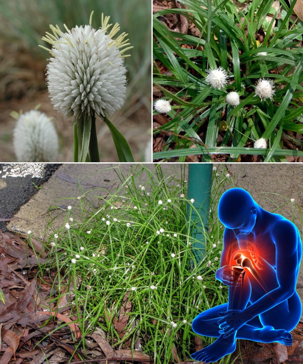 Kyllinga nemoralis: 17 Reasons You Should Bring This Healing Plant Home Immediately