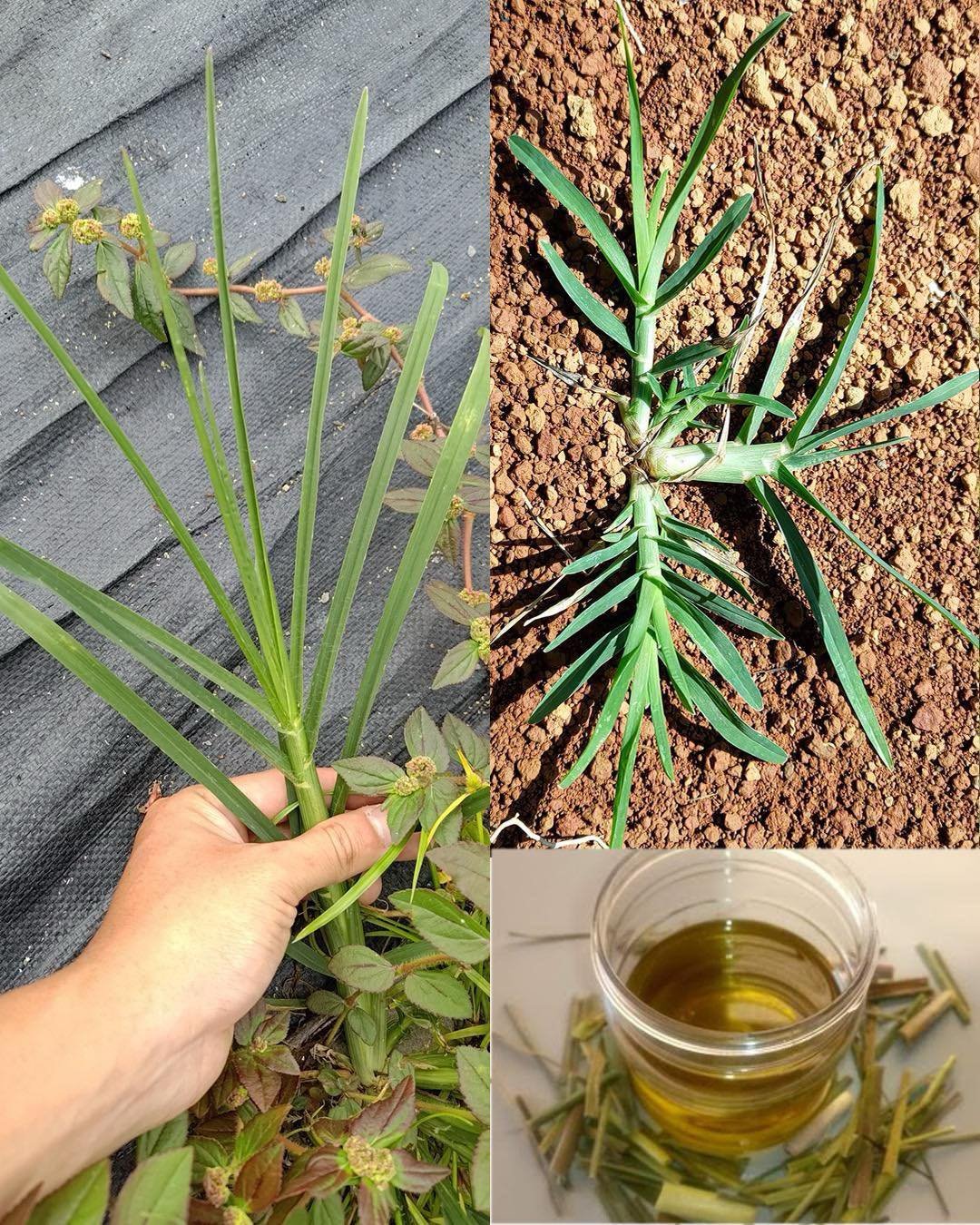 Goosegrass (Eleusine indica): 20 Powerful Benefits and How to Use It