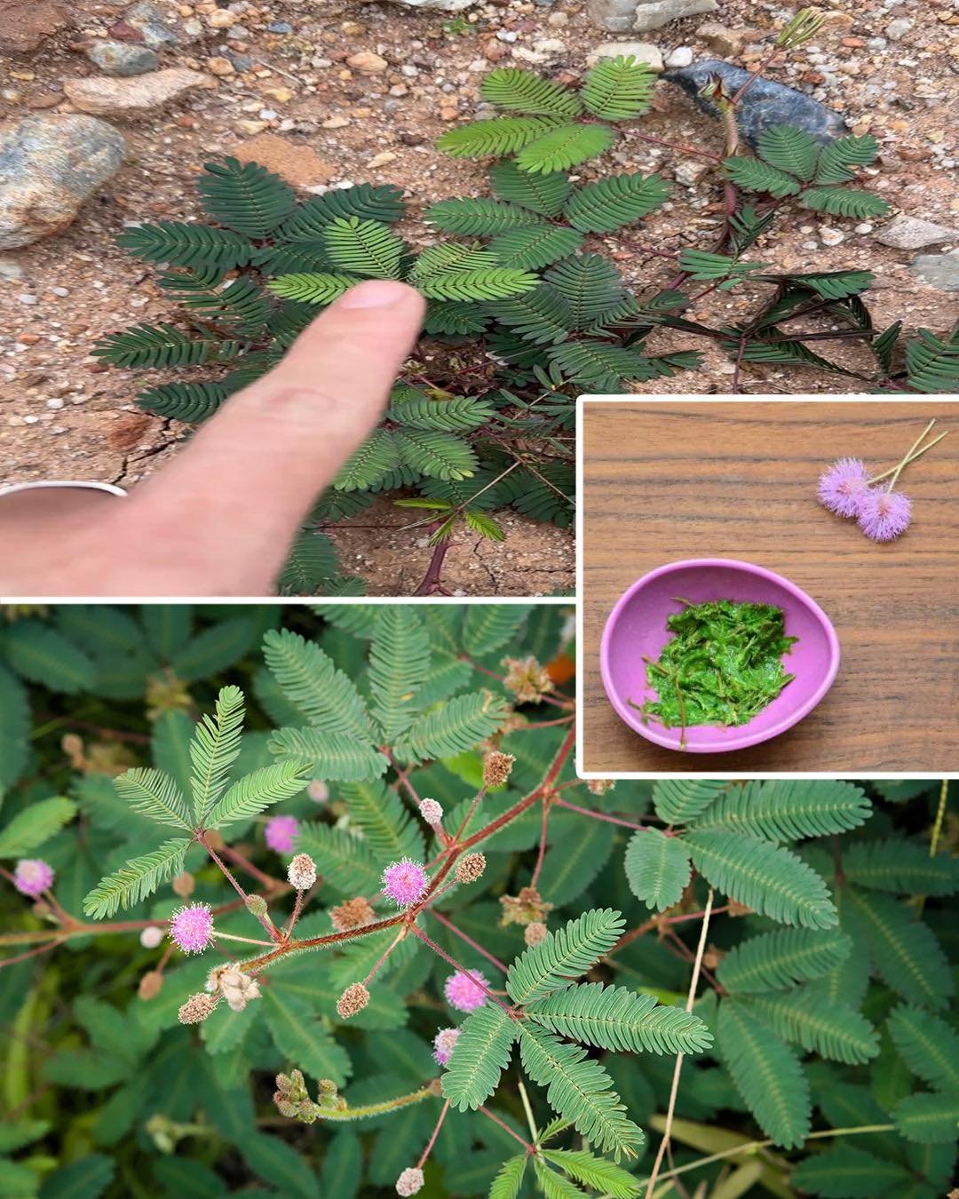 The Hidden Power of Mimosa Pudica: 30 Benefits and Homemade Uses