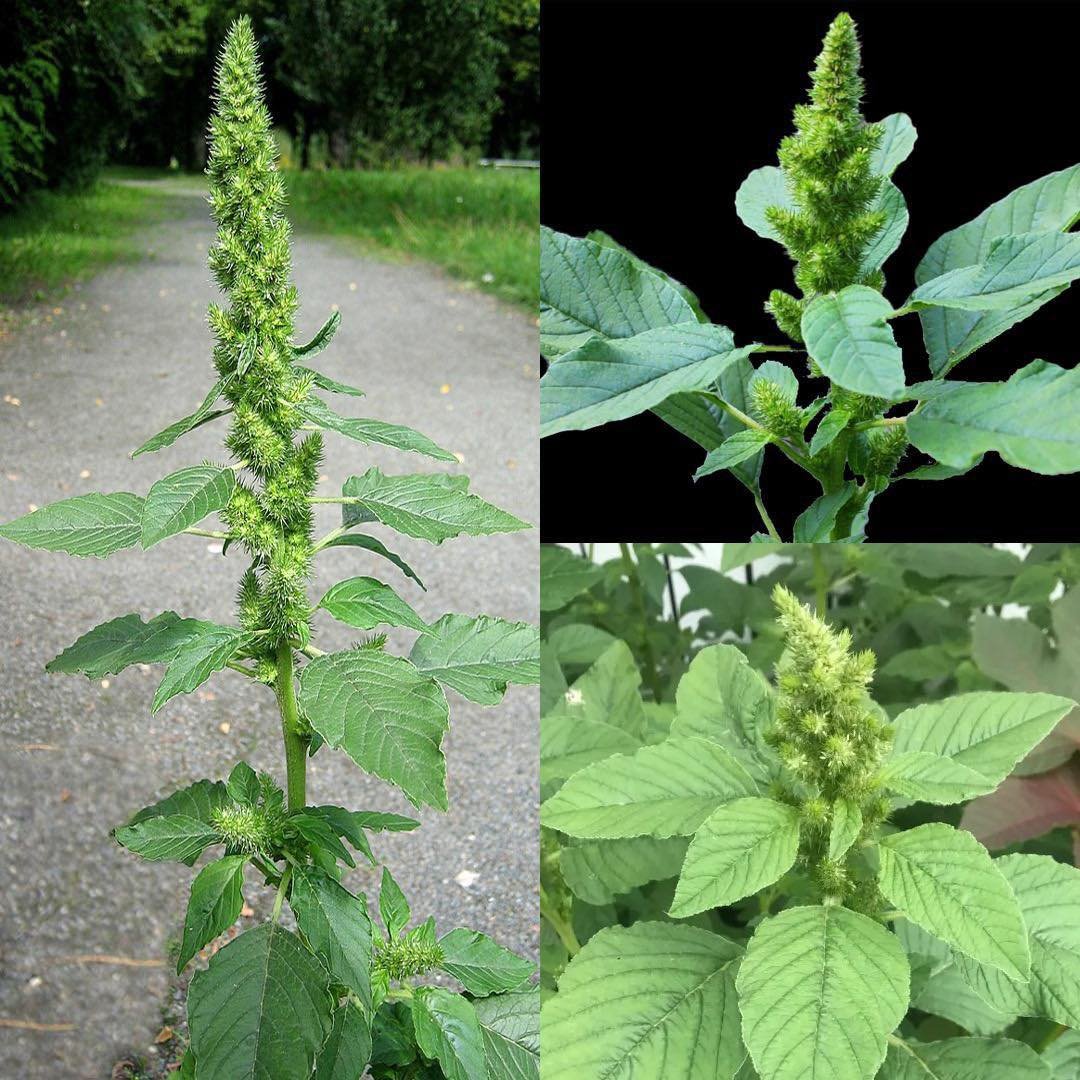The Hidden Gem in Your Garden: Discover the Health Benefits of Pigweed