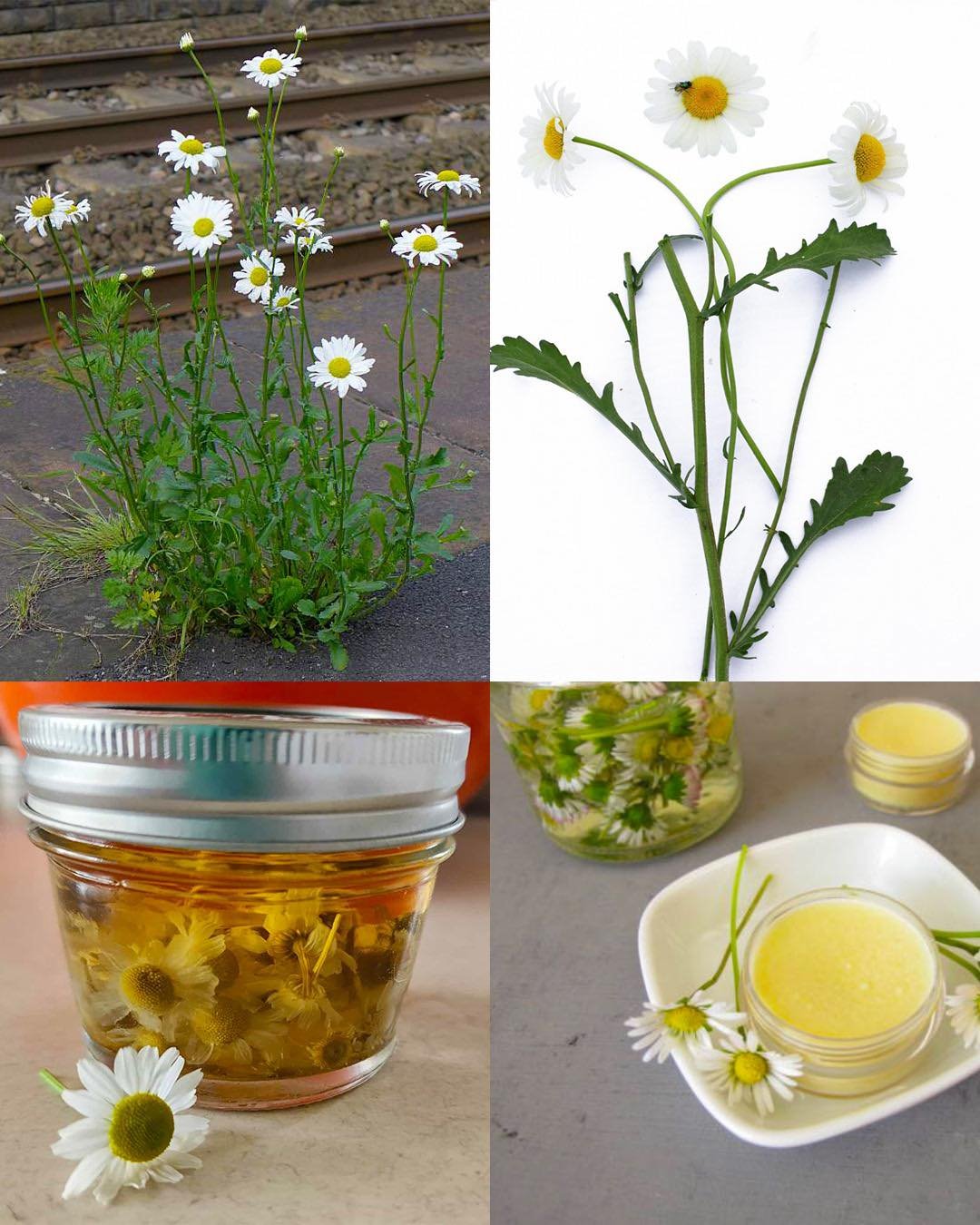 12 Powerful Homemade Uses of Oxeye Daisy (Leucanthemum vulgare)