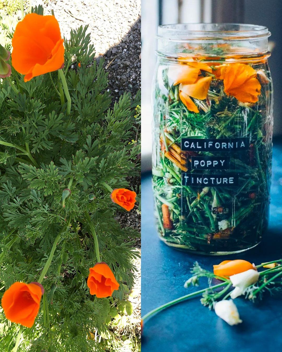 California Poppy: Nature’s Gentle Remedy for Relaxation and More