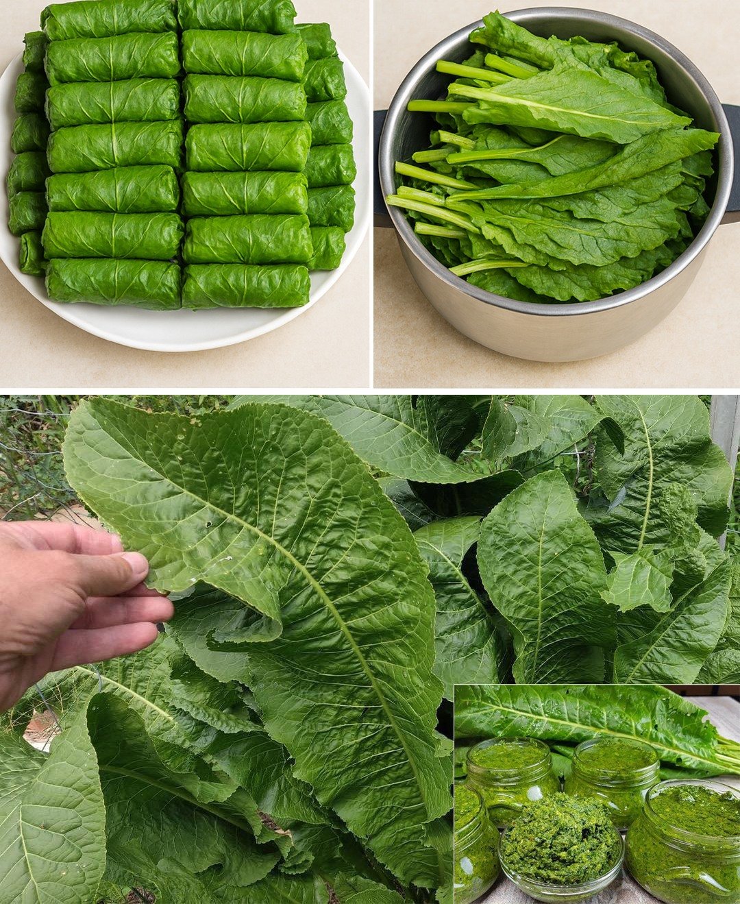 The Remarkable Benefits of Horseradish Leaves: Your Guide to Wellness and Culinary Creativity