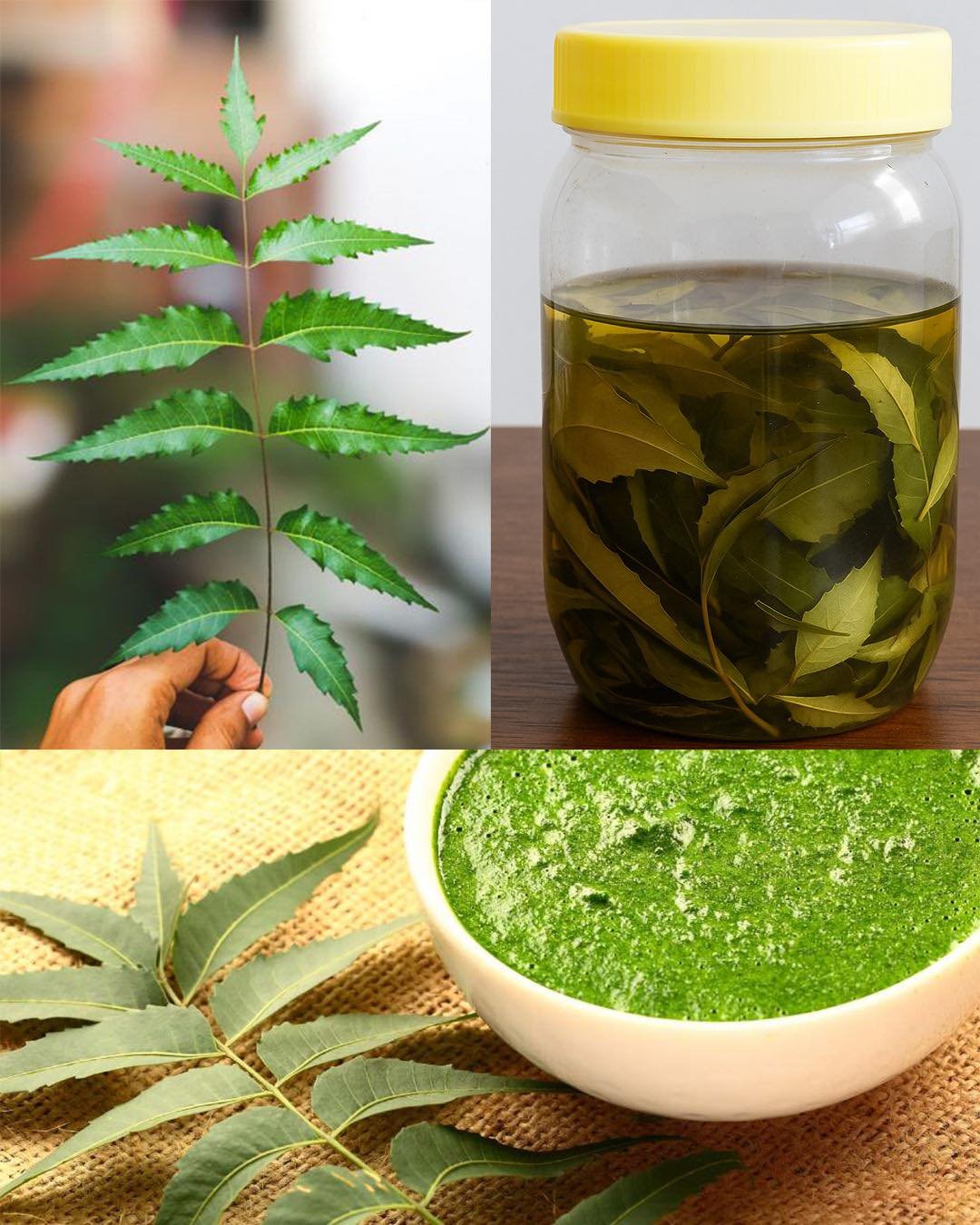 Neem Leaf Power: Nature’s Green Miracle for Health, Skin, and Home