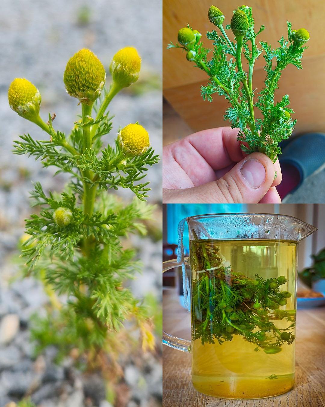 Exploring the Versatile World of Pineapple Weed: Health Benefits, Uses, and Foraging Tips