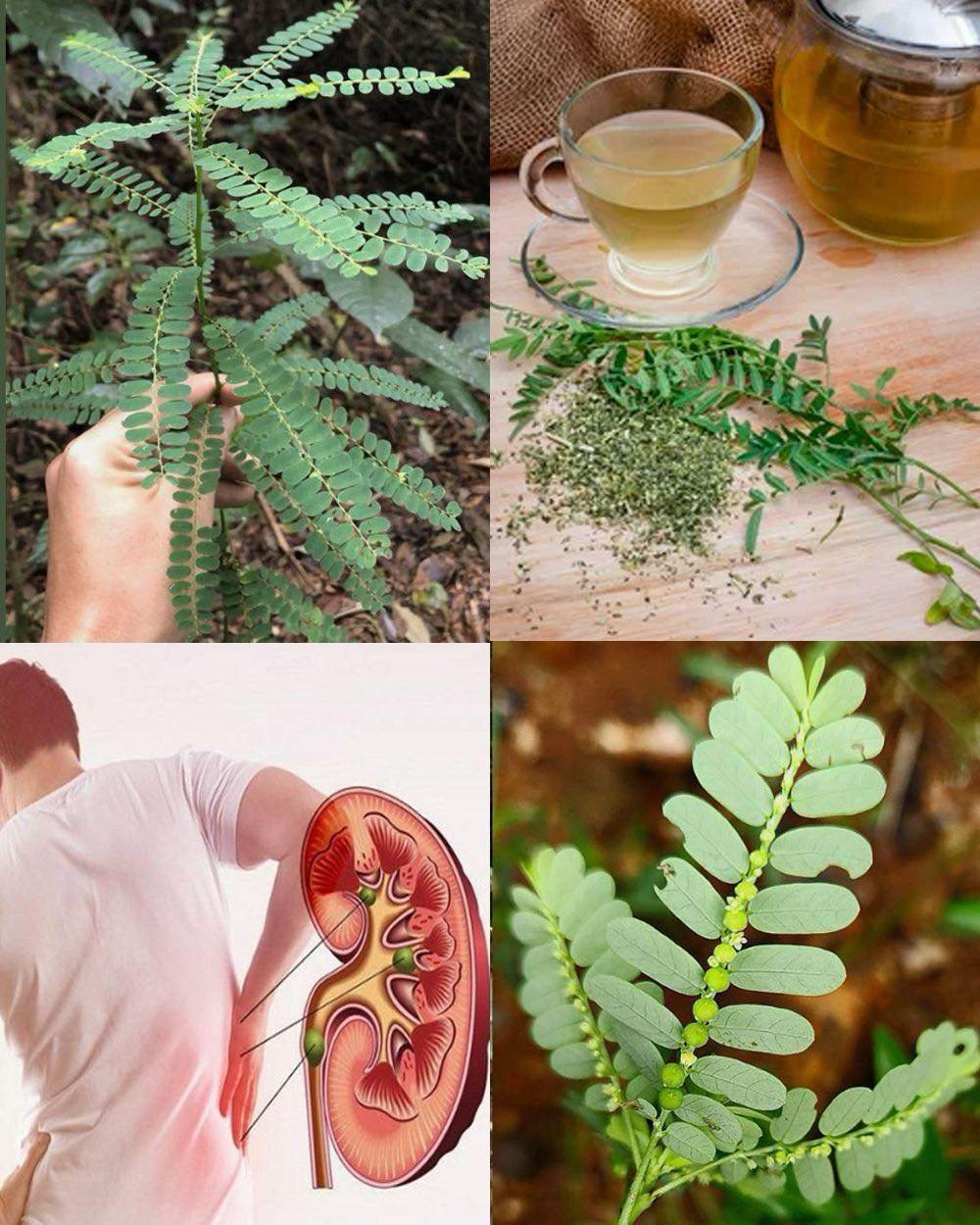 Stone Breaker (Phyllanthus niruri): A Miracle Herb with 25 Benefits and Practical Ways to Use It