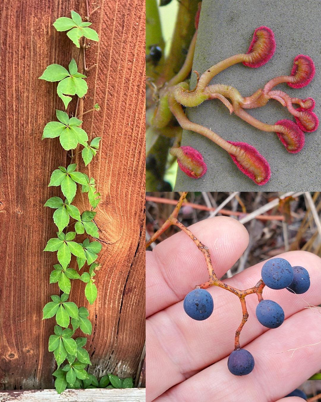 Virginia Creeper (Parthenocissus quinquefolia): A Beautiful but Dangerous Vine