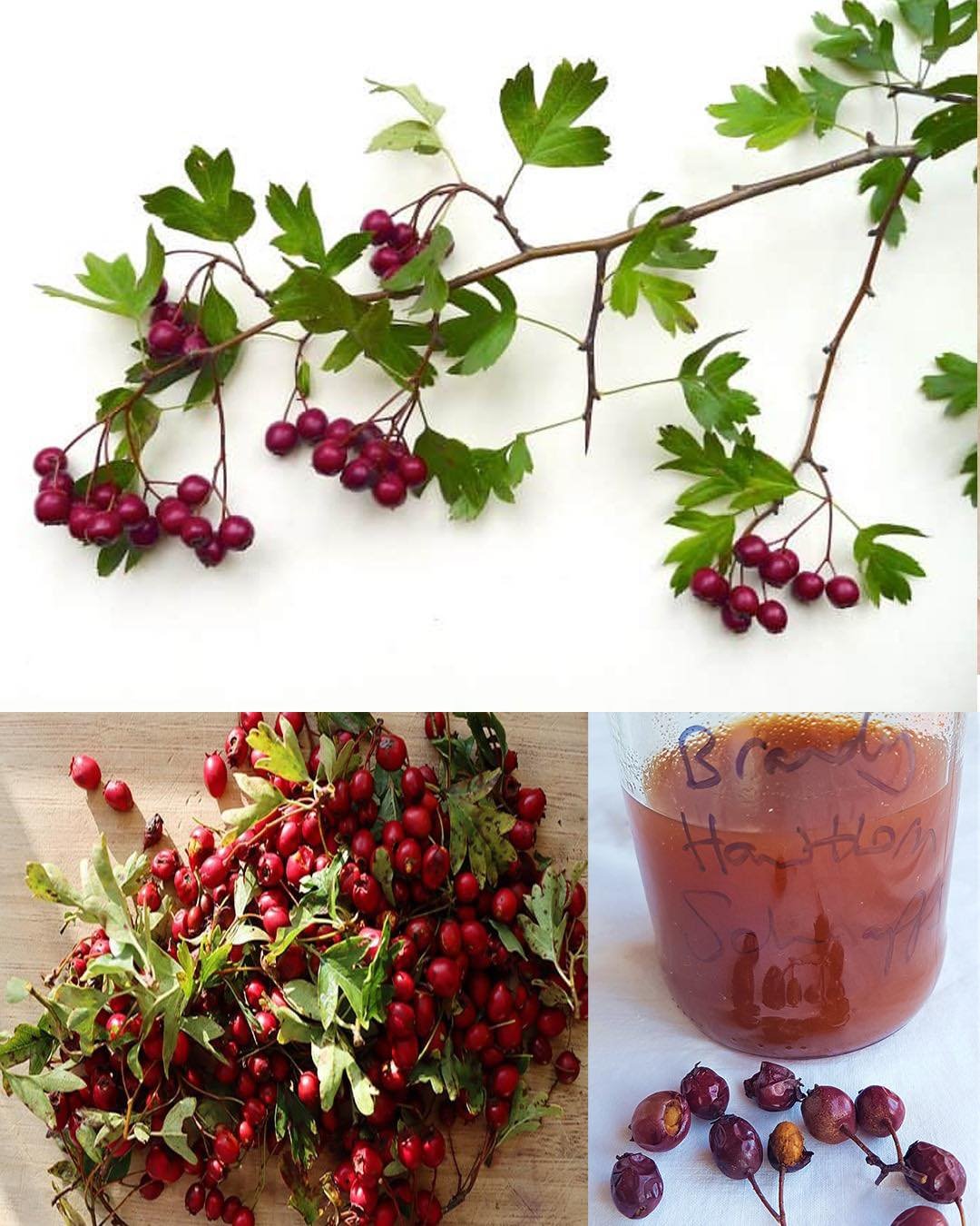 The Power of Hawthorn (Genus Crataegus): A Natural Ally for Heart and Cholesterol Health