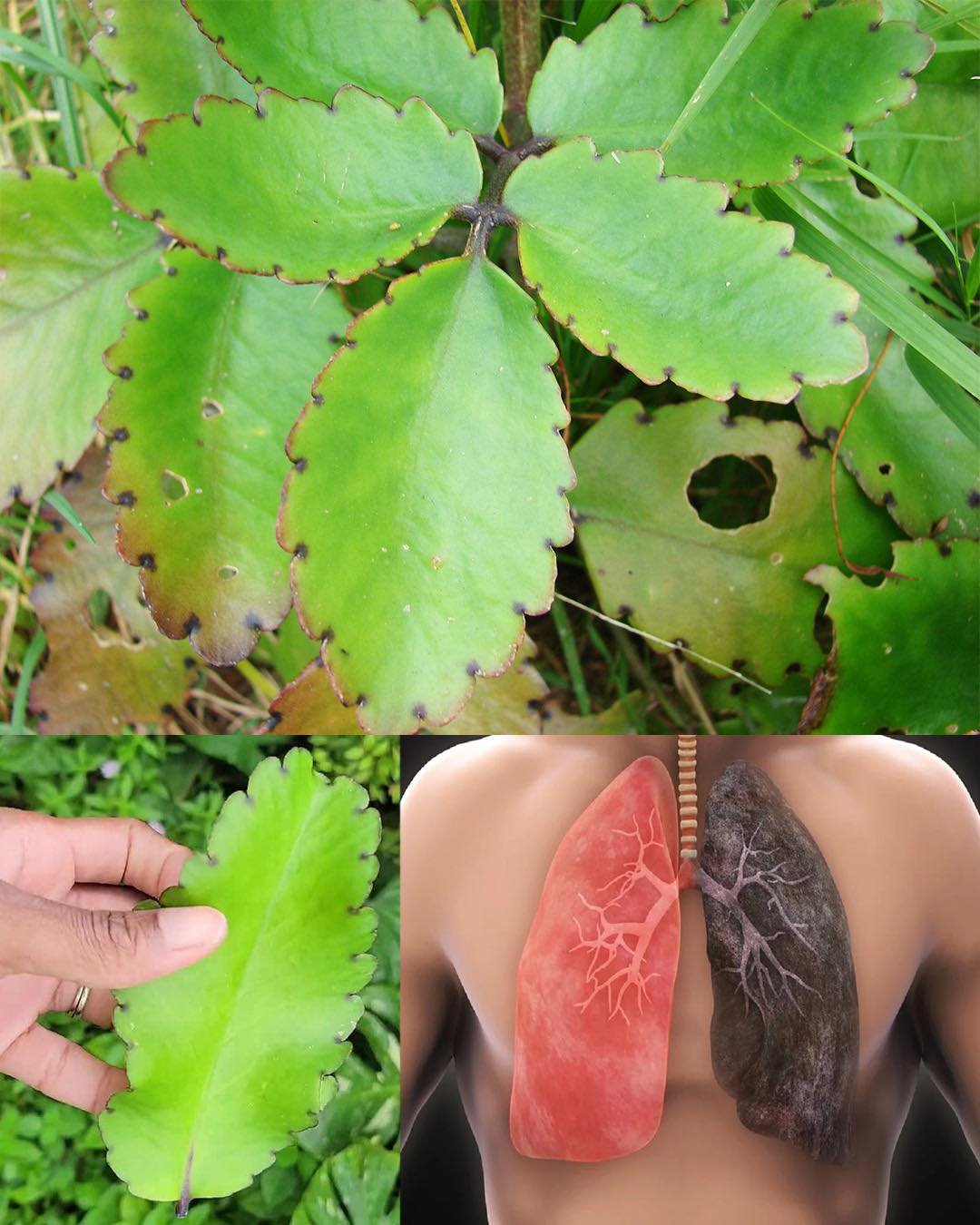 Leaf of Life – The Healing Plant Growing in Your Backyard
