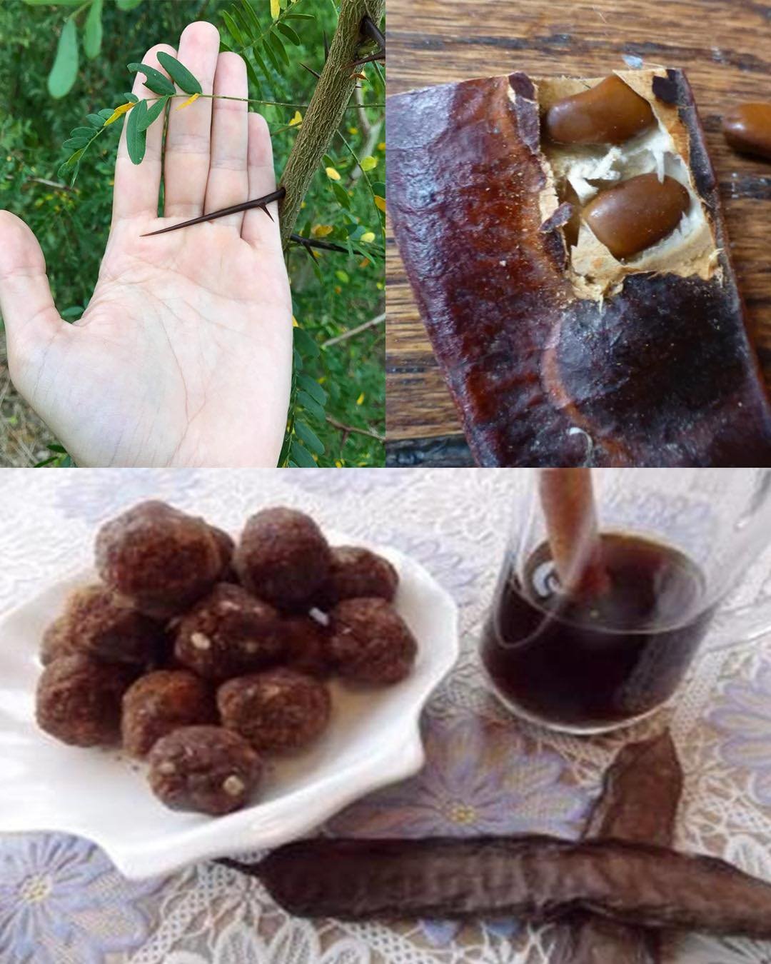 The Hidden Power of the Honey Locust Tree (Gleditsia triacanthos): Health, Healing, and Everyday Uses