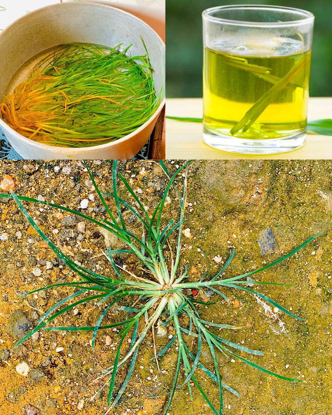 The Hidden Power of Goosegrass