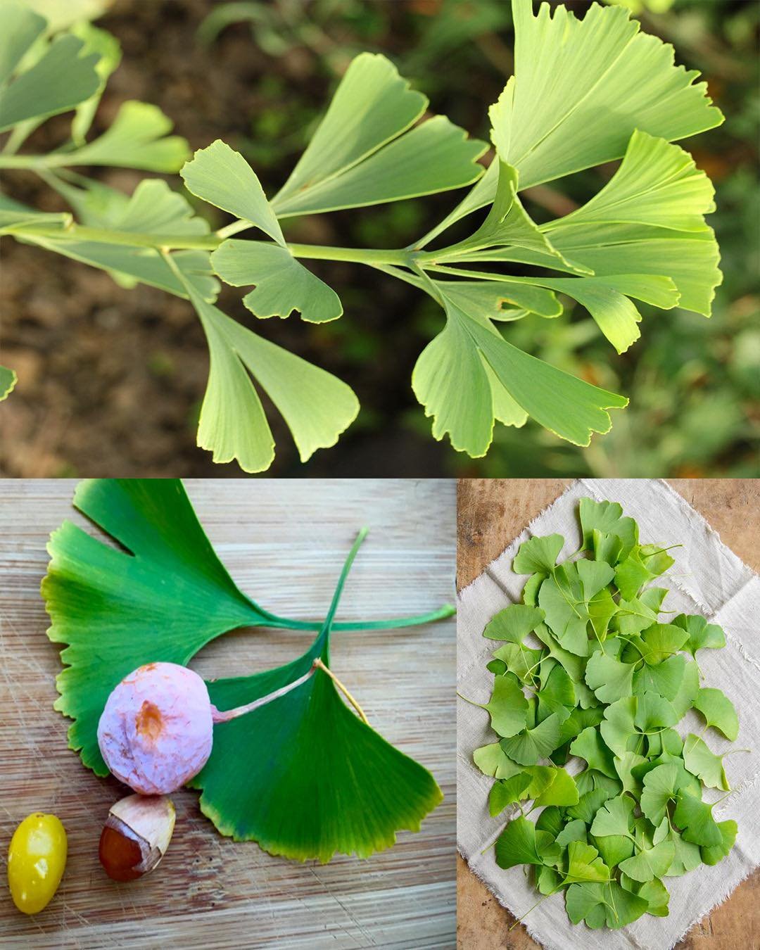 Ginkgo Biloba: Ancient Leaf, Modern Power — Health, Medical & Homemade Benefits