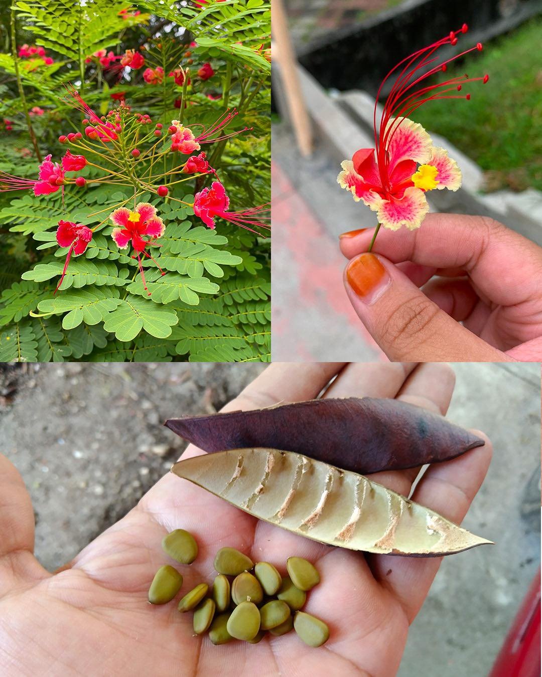 The Amazing Power of Caesalpinia pulcherrima (Peacock Flower)