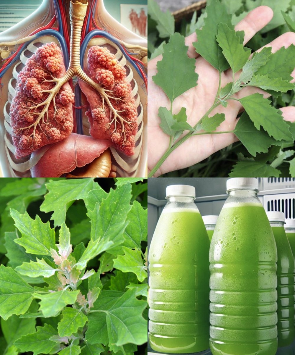 Lamb’s Quarters/Wild Spinach: The Underestimated Superfood with Maximum Health Benefits
