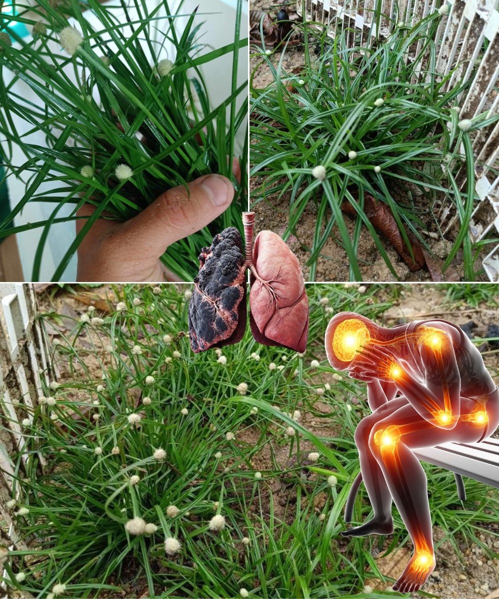 Cyperus Rotundus: A Herbal Treasure for Health and Well-being