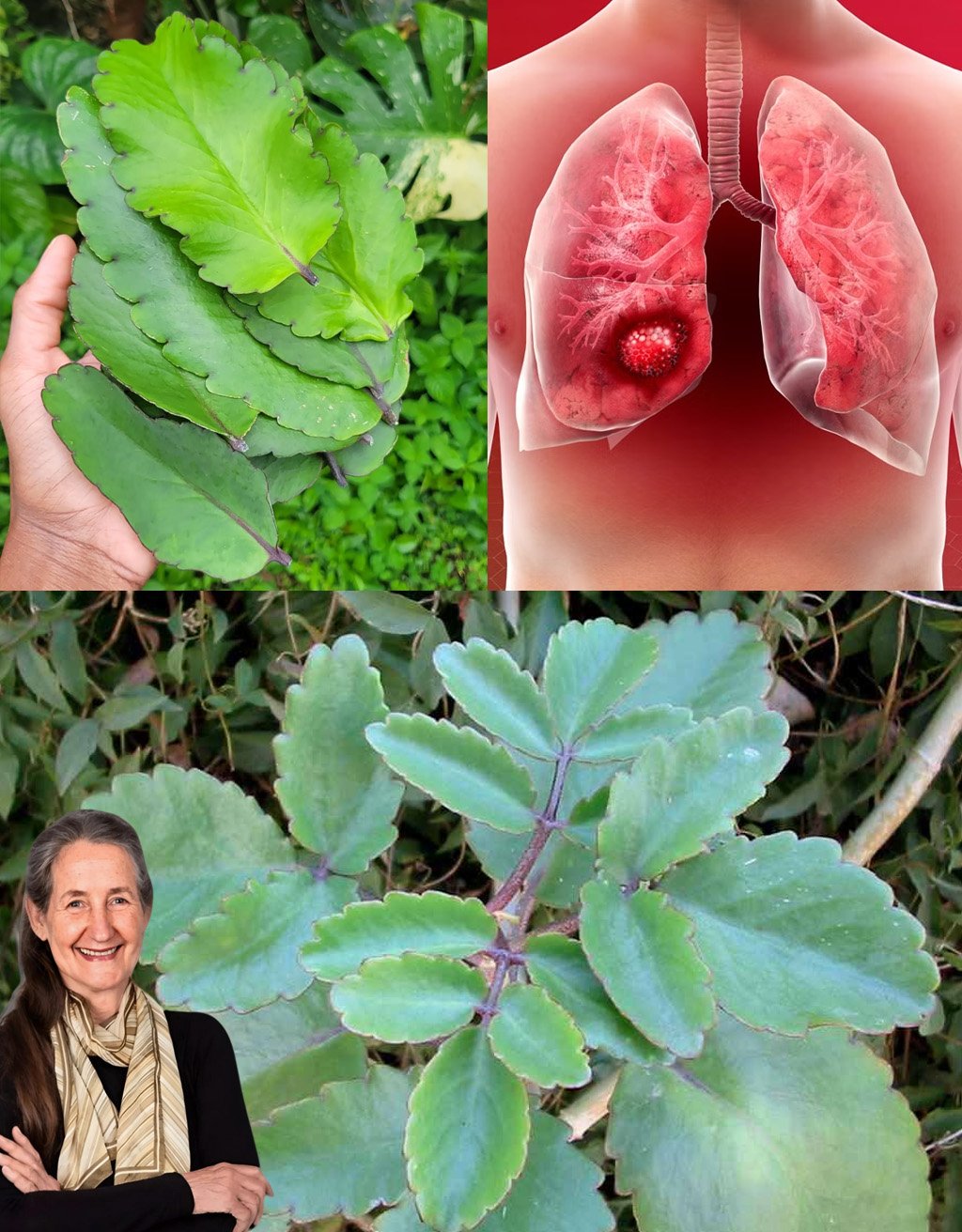Bryophyllum Calycinum (Kalanchoe Pinnata): The “Miracle Leaf” with Remarkable Natural Benefits
