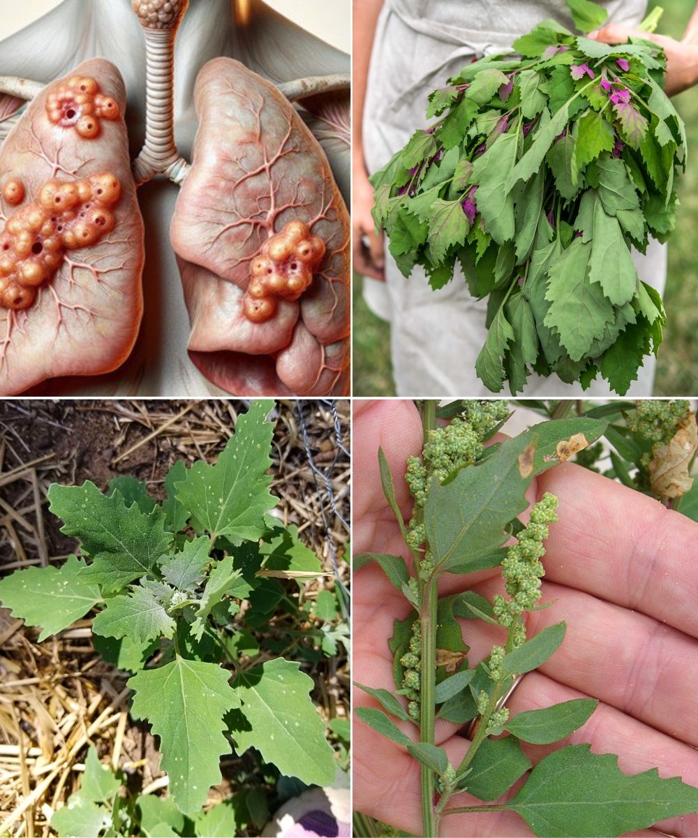 Discovering the Health Benefits of Lamb’s Quarters