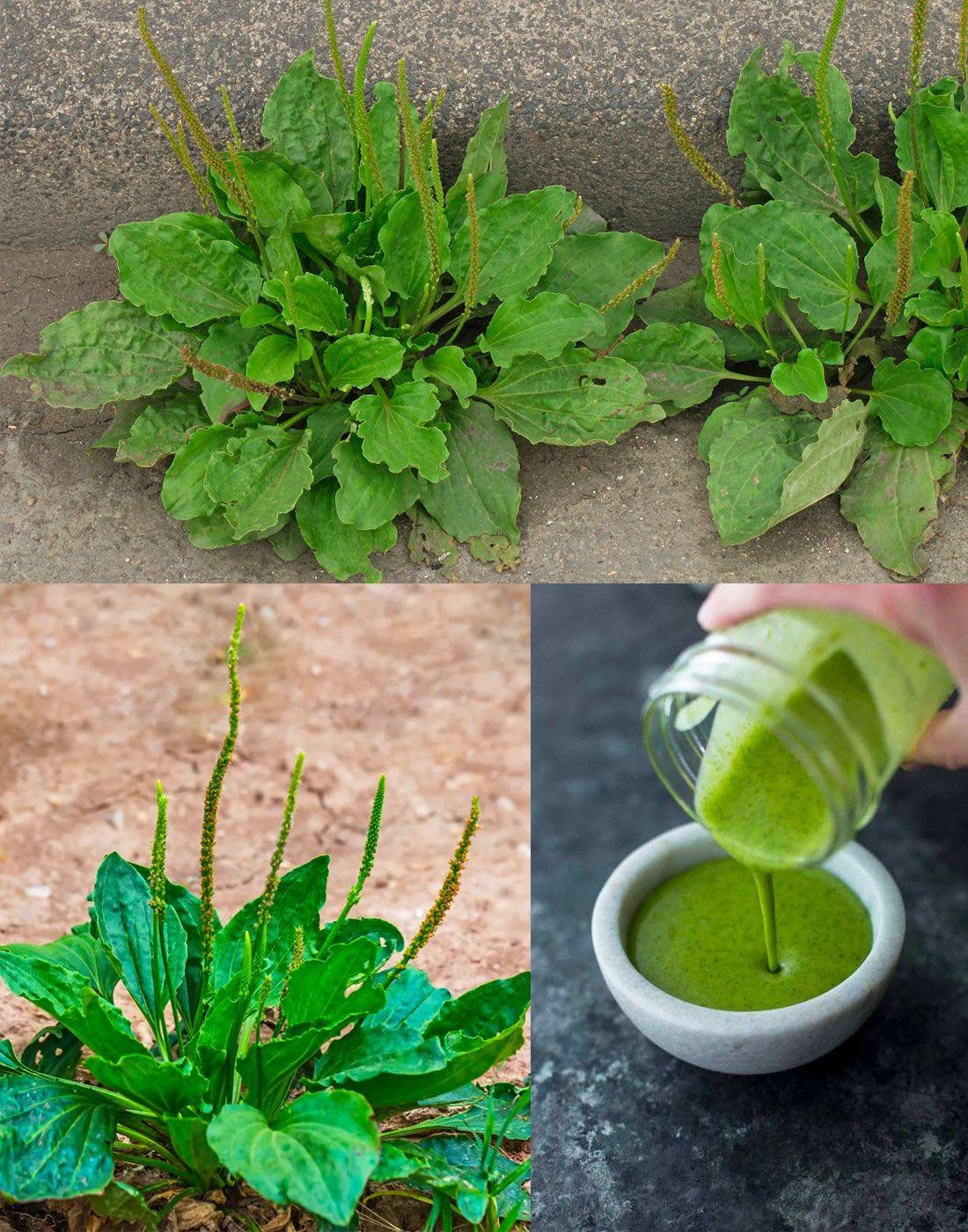 The Health Benefits and Uses of Broadleaf Plantain (Plantago major)
