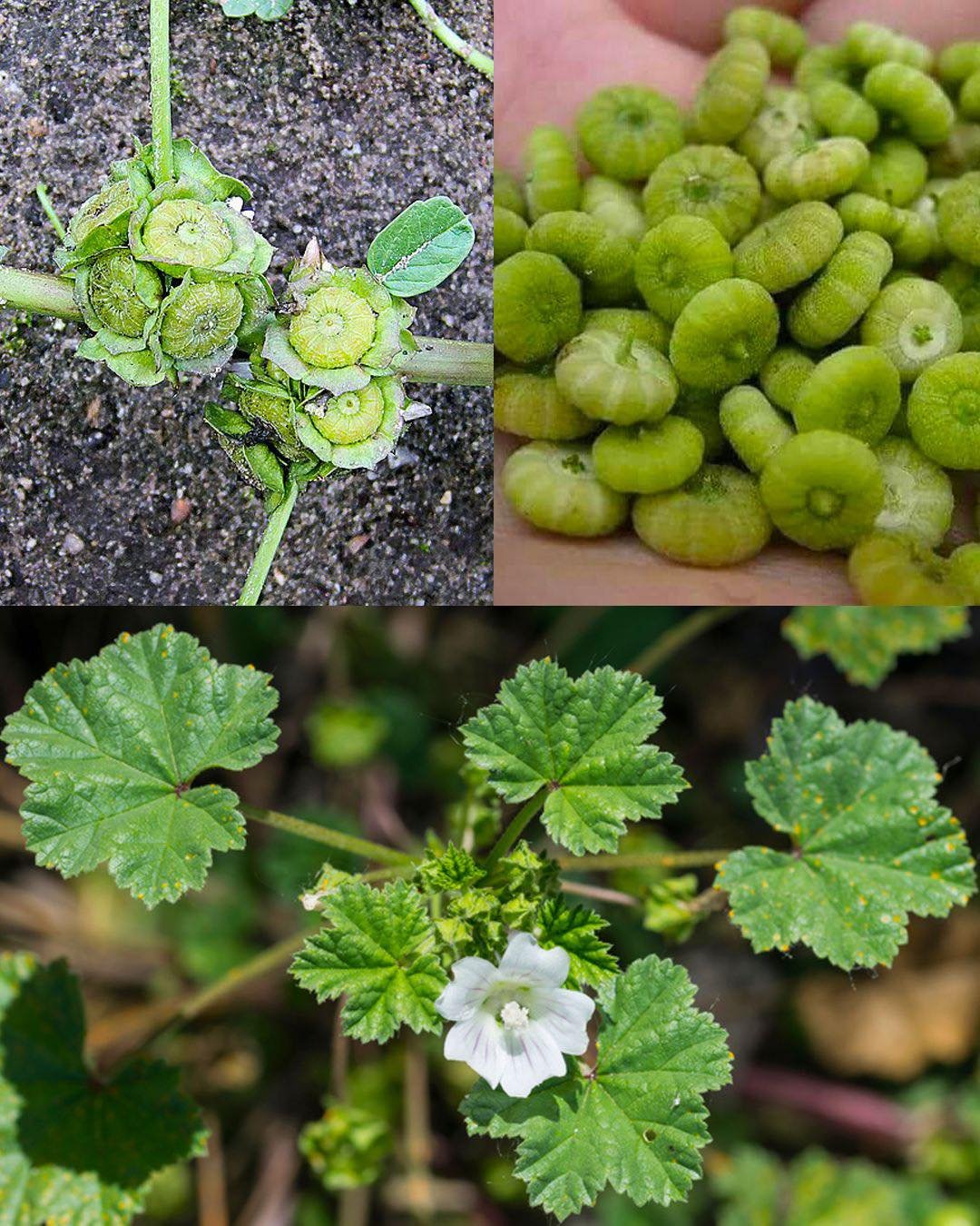 The Gentle Giants: Malva Neglecta and Malva Sylvestris in Traditional and Modern Wellness Practices