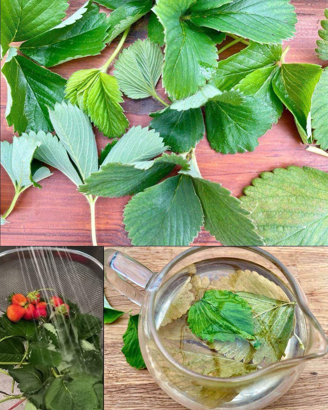 The Benefits of Strawberry Leaves: Nature’s Hidden Gem